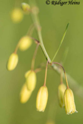 Asparagus officinalis (Weißer Spargel)