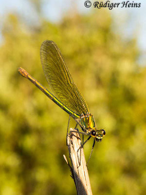 Calopteryx splendens (Gebänderte Prachtlibelle) Weibchen, 20.6.2017