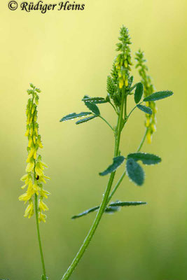 Melilotus officinalis (Gelber Steinklee)