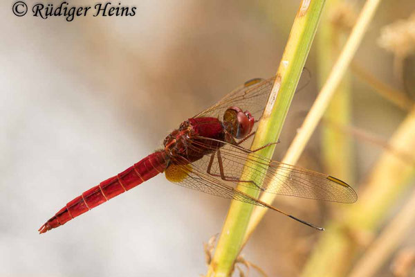 Feuerlibelle (Crocothemis erythraea) Männchen