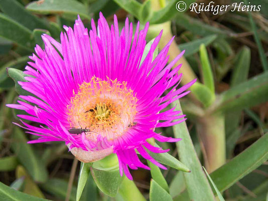 Carpobrotus edulis (Essbare Mittagsblume), 16.5.2024