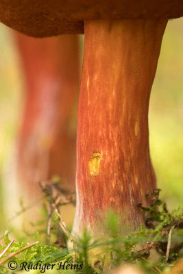 Neoboletus erythropus (Flockenstieliger Hexen-Röhrling), 31.10.2022