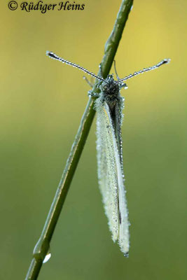 Artogeia napi (Rapsweißling), 28.8.2022