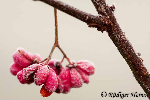 Euonymus europaeus (Europäisches Pfaffenhütchen)