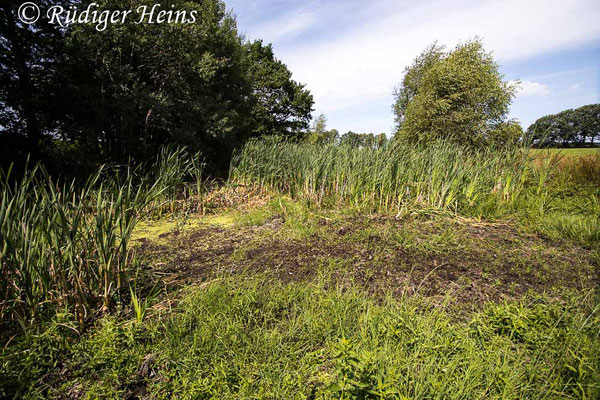 Aeshna affinis (Südliche Mosaikjungfer) Fortpflanzungsgewässer im Landkreis Harburg, 30.7.2021