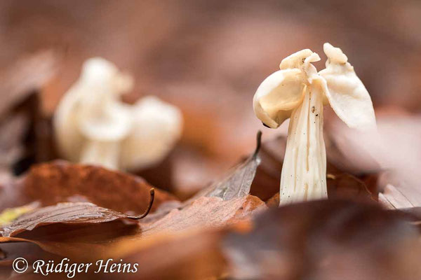 Helvella crispa (Herbst-Lorchel), 22.11.2020
