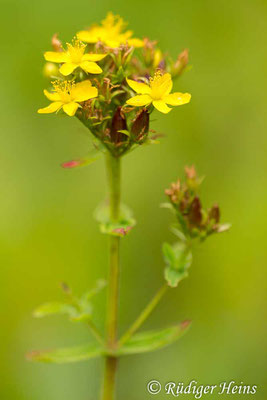 Hypericum tetrapterum (Geflügeltes Johanniskraut), 23.7.2016