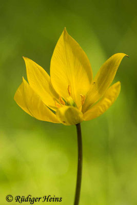 Tulipa sylvestris (Wilde Tulpe), 8.5.2023