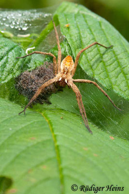 Pisaura mirabilis (Listspinne ), 12.7.2009