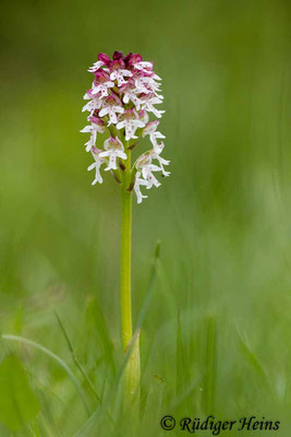 Neotinea ustulata (Brand-Knabenkraut), 4.6.2014