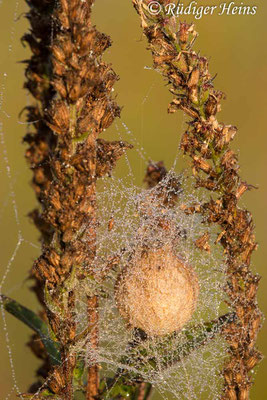 Pisaura mirabilis (Listspinne ) Kokon, 15.9.2023