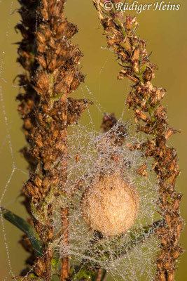 Pisaura mirabilis (Listspinne)