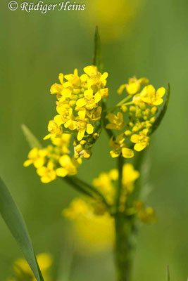 Rorippa sylvestris (Wald-Sumpfkresse), 30.5.2021