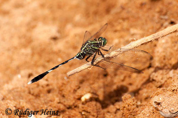 Orthetrum sabina (Schlanker Blaupfeil) Männchen, 28.1.2018