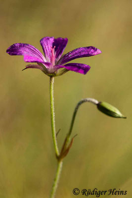 Geranium palustre (Sumpf-Storchschnabel), 12.7.2020