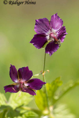 Geranium phaeum (Brauner Storchschnabel), 21.4.2024