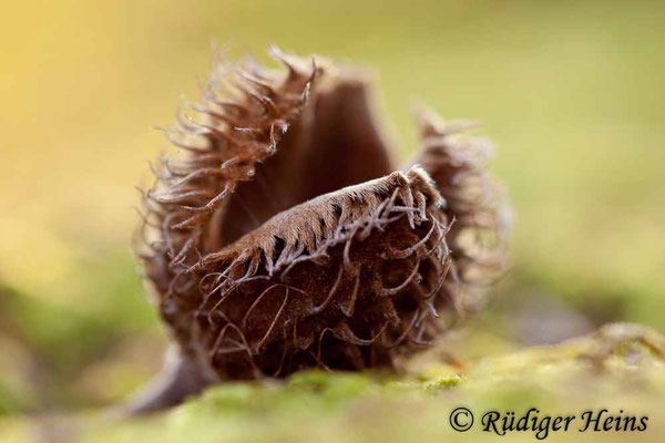 Fagus sylvatica (Rotbuche), 3.2.2019