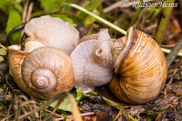 Helix pomatia (Weinbergschnecke), 15.6.2012