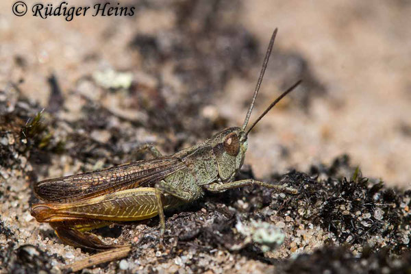 Chorthippus vagans (Steppengrashüpfer) Männchen, 23.8.2021
