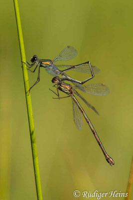 Chalcolestes viridis (Westliche Weidenjungfer) Tandem