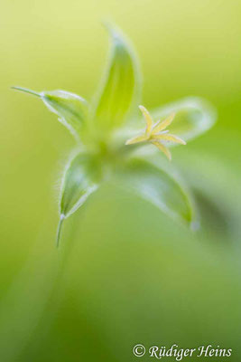 Geranium endressii (Basken-Storchschnabel), 14.6.2024