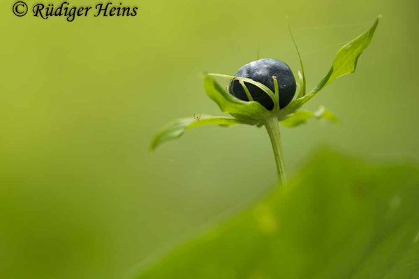 Paris quadrifolia (Vierblättrige Einbeere)