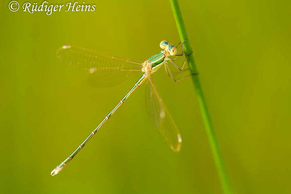 Lestes barbarus (Südliche Binsenjungfer) Männchen, 26.6.2016