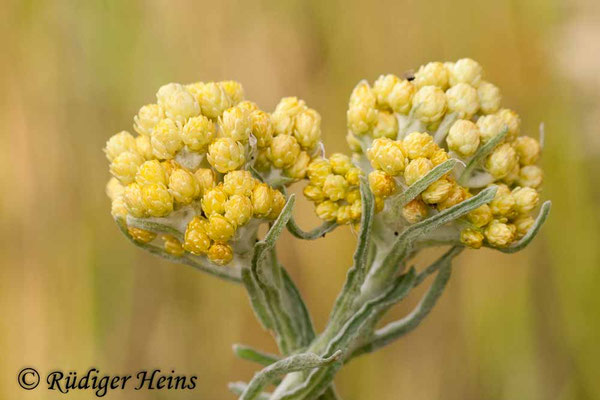 Helichrysum arenarium (Sand-Strohblume)