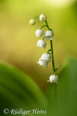 Convallaria majalis (Maiglöckchen), 17.5.2016