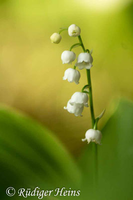 Convallaria majalis (Maiglöckchen)