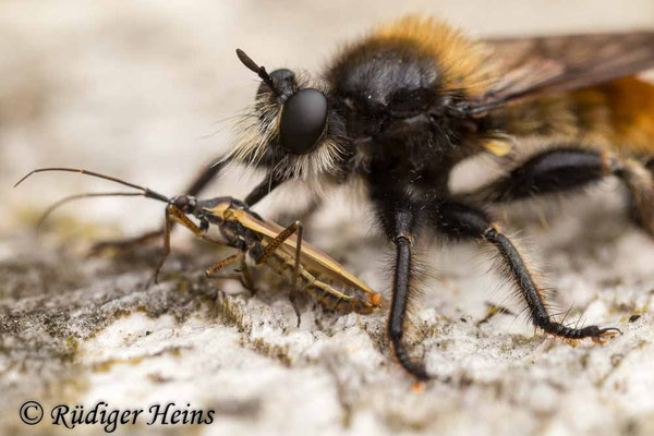 Laphria flava (Gelbe Mordfliege) Männchen mit Beute, 2.7.2021