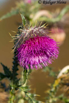 Carduus nutans (Nickende Distel), 15.10.2017