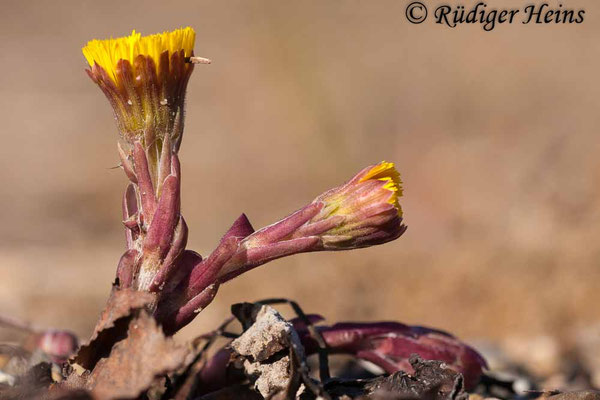 Tussilago farfara (Huflattich)