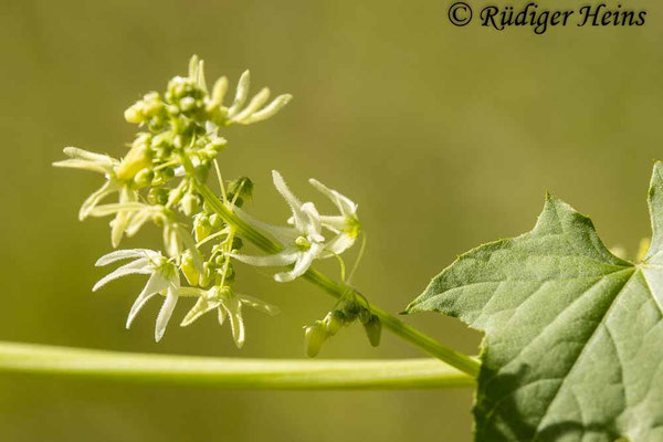 Echinocystis lobata (Stachelgurke), 19.8.2025