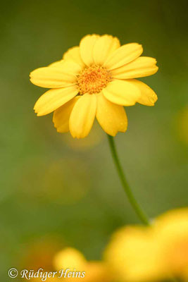 Glebionis segetum (Saat-Wucherblume)