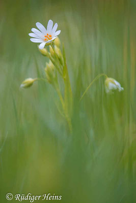 Stellaria holostea (Große Sternmiere), 7.5.2023