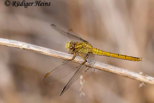 Orthetrum coerulescens anceps (Südöstlicher Kleiner Blaupfeil) Weibchen, 3.10.2017