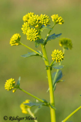 Barbarea vulgaris (Barbarakraut), 27.4.2014