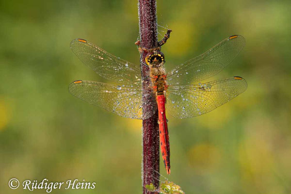 Sympetrum depressiusculum (Sumpf-Heidelibelle) Männchen, 29.8.2018