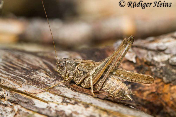 Platycleis albopunctata (Westliche Beißschrecke) Männchen, 12.9.2020