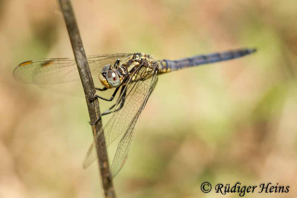 Orthetrum coerulescens anceps (Südöstlicher Kleiner Blaupfeil) Männchen, 16.5.2015