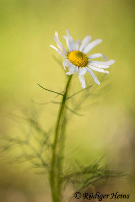 Tripleurospermum inodorum (Geruchlose Kamille)
