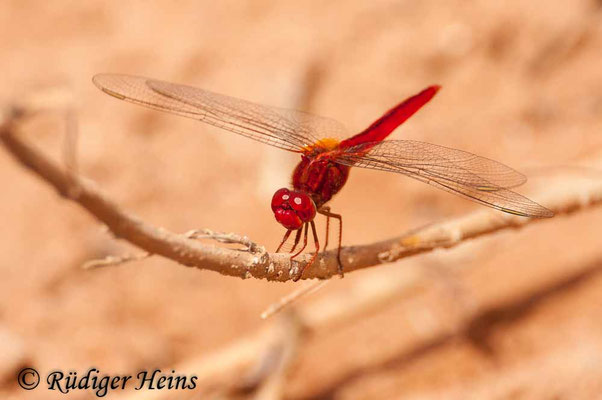 Crocothemis servilia Männchen
