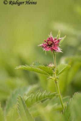 Comarum palustre (Sumpf-Blutauge)