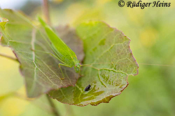 Phaneroptera falcata (Gemeine Sichelschrecke) Weibchen