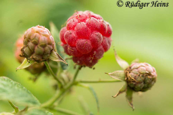 Rubus idaeus (Himbeere), 4.7.2020