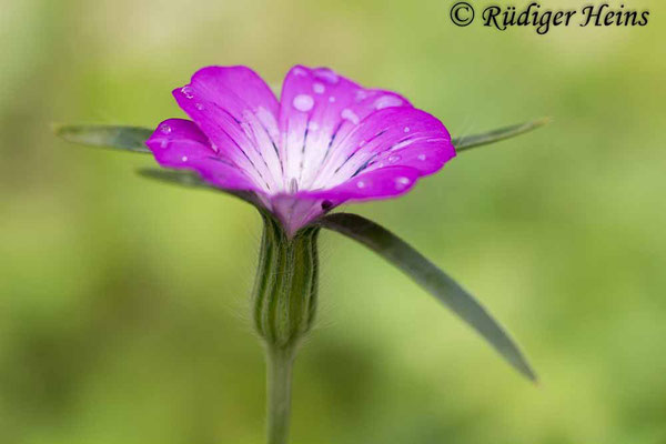 Agrostemma githago (Kornrade), 5.7.2017