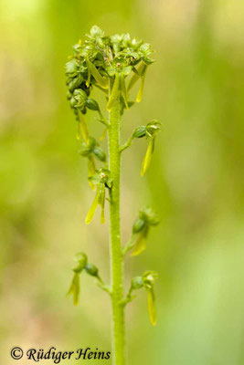 Neottia ovata (Großes Zweiblatt), 19.5.2012