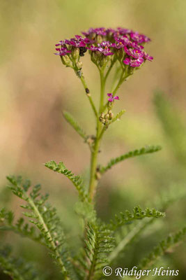 Achillea millefolium (Gemeine Schafgarbe)