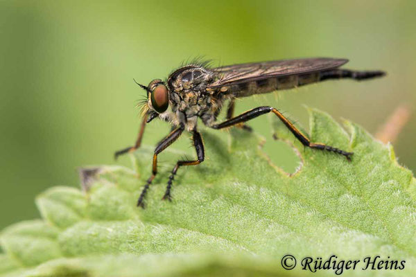 Neoitamus socius (Kleiner Strauchdieb) Weibchen, 19.6.2020